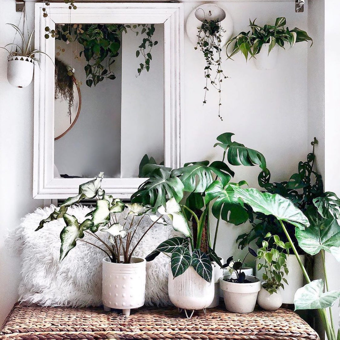 Those crisp whites and vibrant...