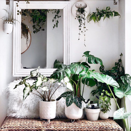 Those crisp whites and vibrant...