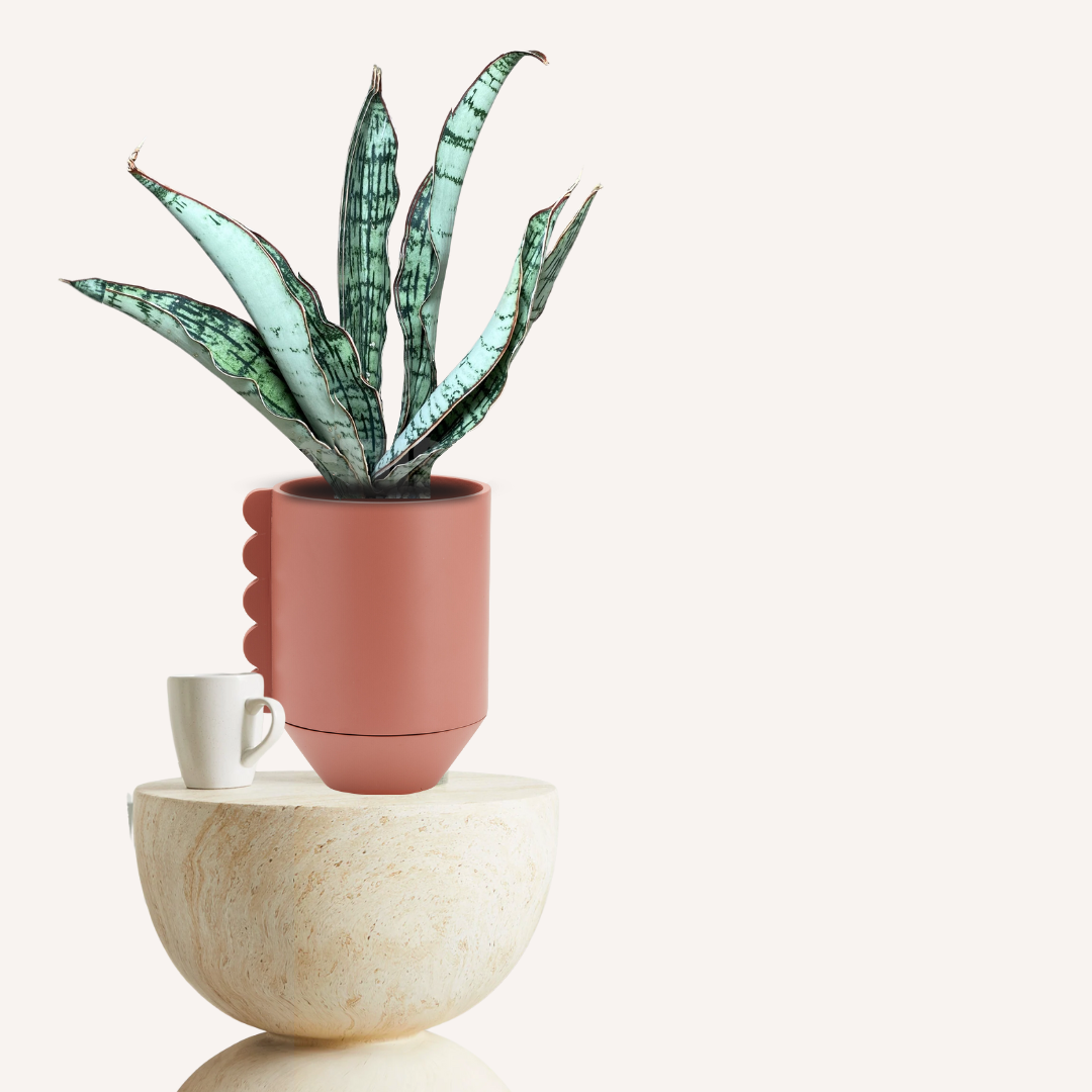le sansevieria Sansevieria trifasciata 'Cleopatra' - Mother-in-law's tongue