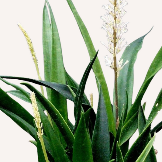 Sansevieria parva - Kenya Hyacinth Snake Plant