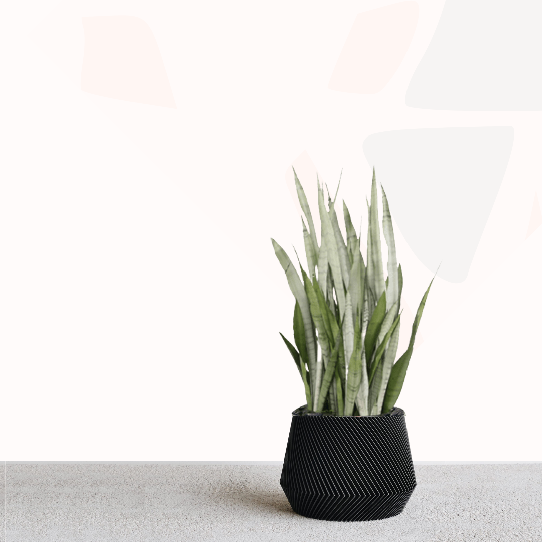 dracaena trifasciata 'silver queen' Sansevieria trifasciata 'Silver Queen' - Mother-in-law's tongue