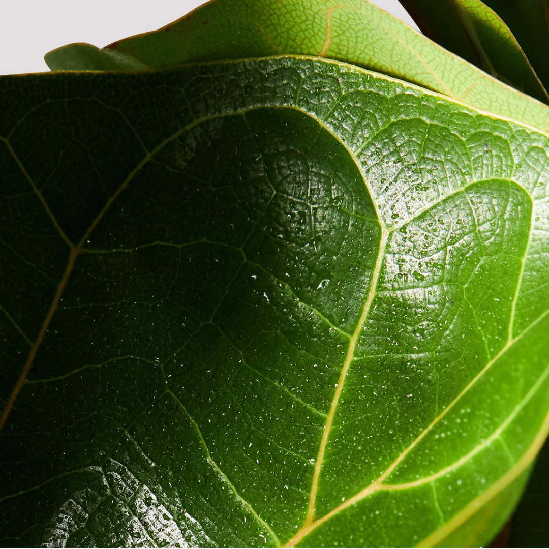 Ficus lyrata - Bambino
