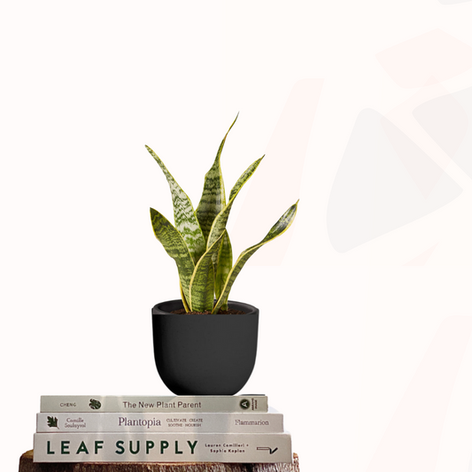 Sansevieria trifasciata - Mother-in-law's tongue (Futura Superba)