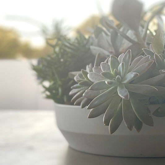 The Branch - Succulent Bowl - Le Botanist
