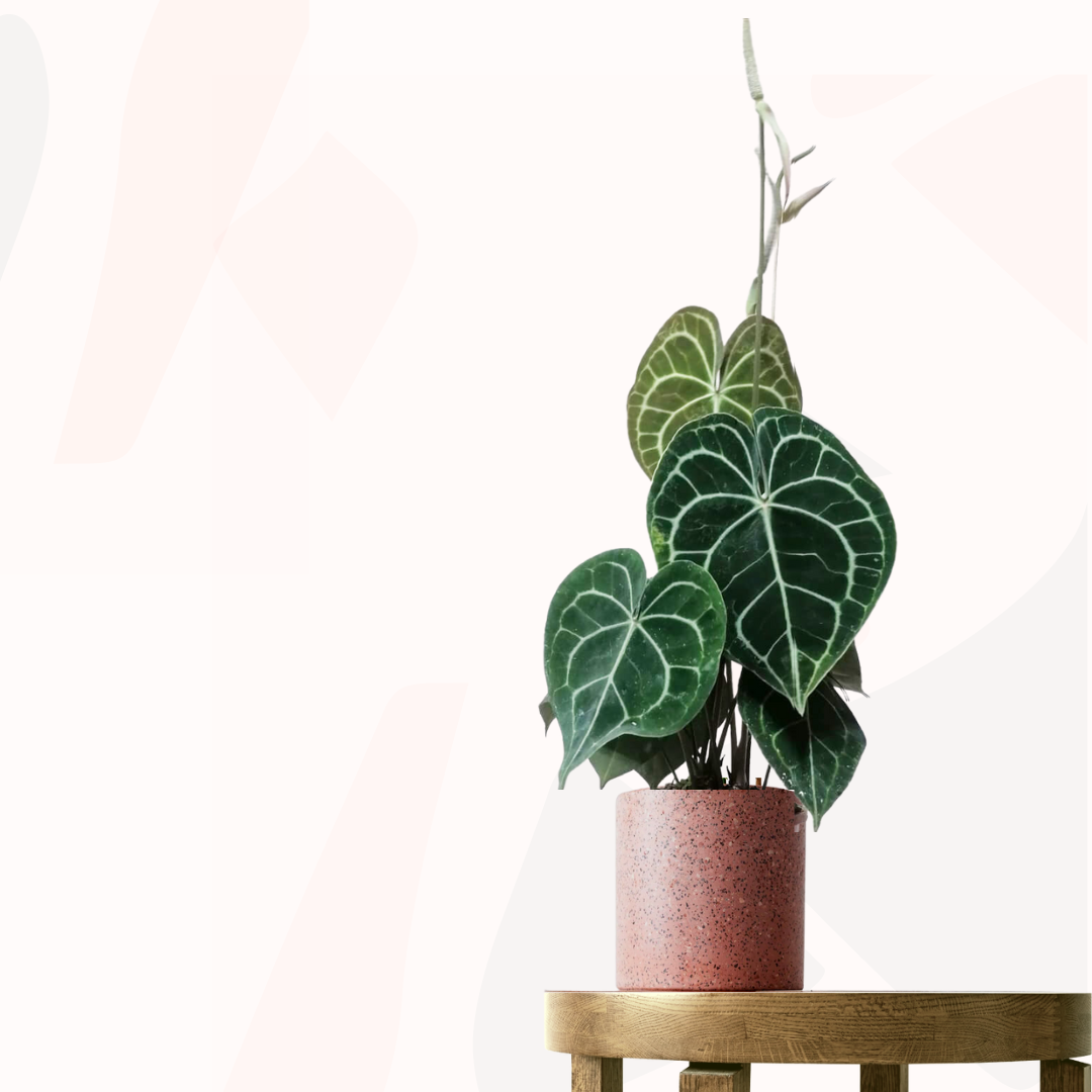 anthurium clarinervium for sale australia Anthurium clarinervium