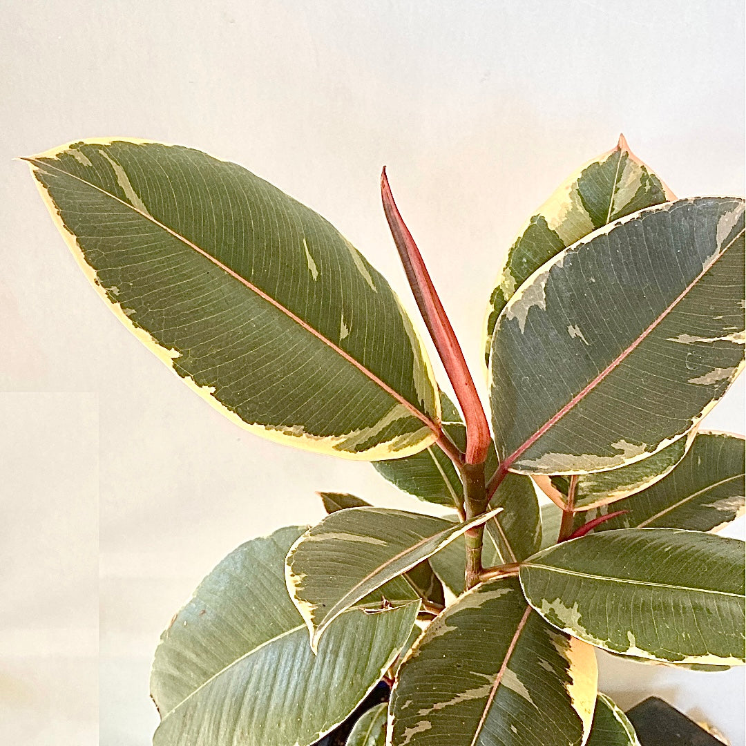 Ficus elastica - Tineke - Le Botanist