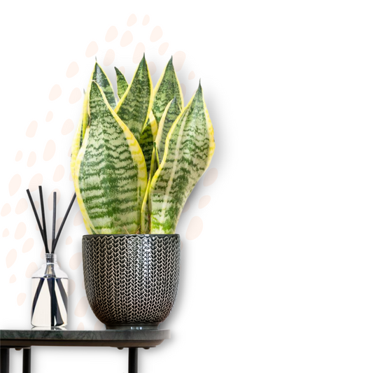 Sansevieria trifasciata - Mother-in-law's tongue (Futura Superba)