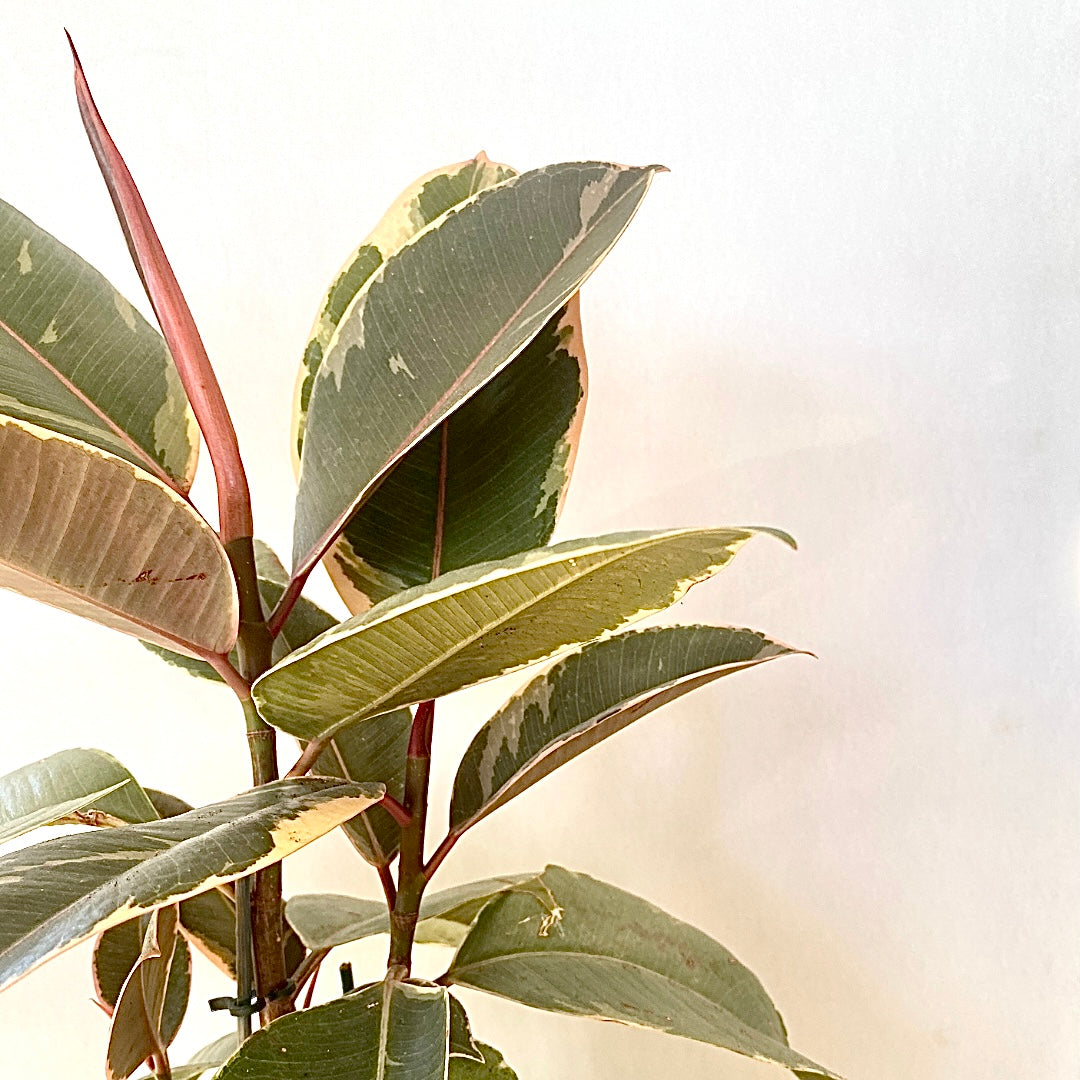 Ficus elastica - Tineke - Le Botanist