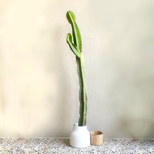 Cereus repandus - Peruvian Apple Cactus - Le Botanist