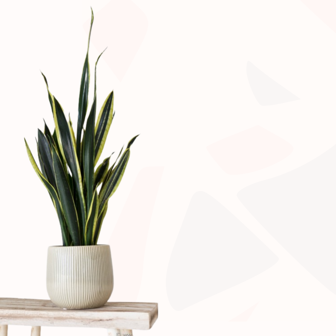 Sansevieria trifasciata 'Black Gold' snake plant with dark green, gold-edged leaves in a white ribbed pot