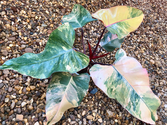 How can I make my Philodendron Strawberry shake more variegated?