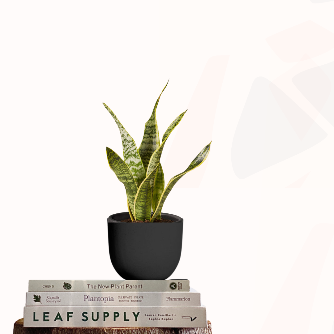 Sansevieria trifasciata 'Futura Superba' snake plant in a black pot on a stack of books