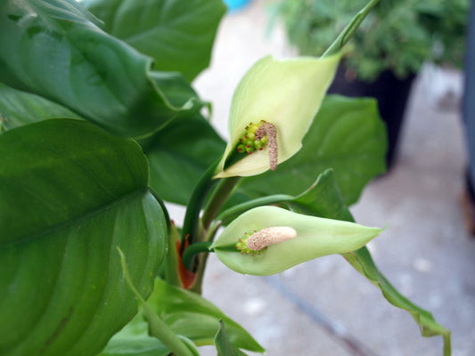Aglaonema modestum