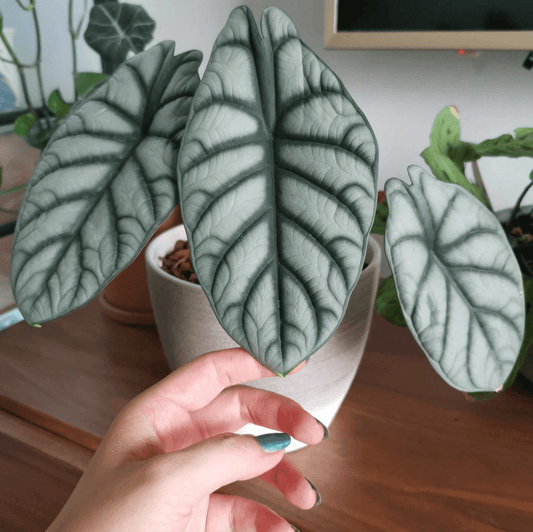 Alocasia baginda