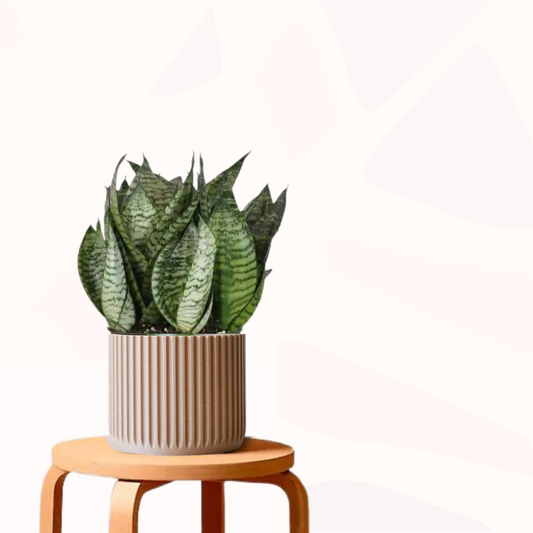Sansevieria trifasciata 'Hahnii' snake plant in a ribbed pot on a wooden stool
