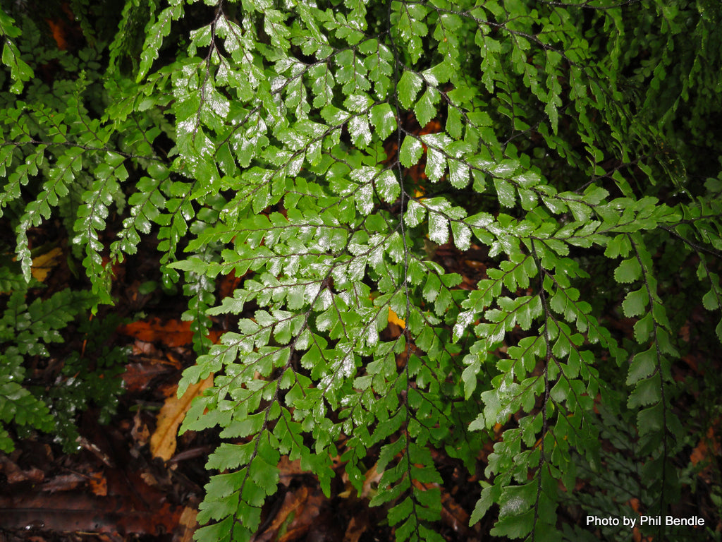 Adiantum formosum