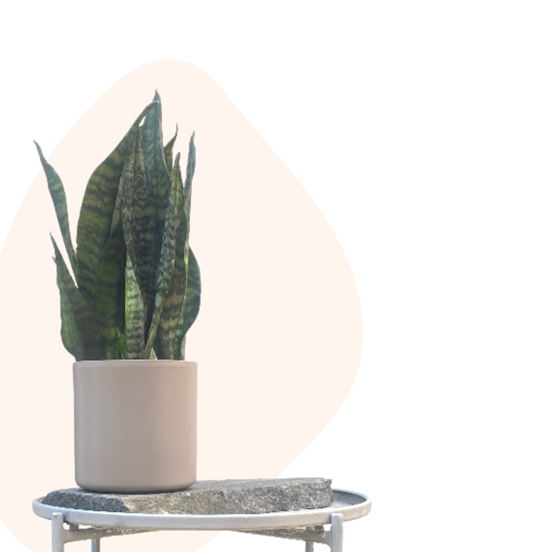Sansevieria trifasciata 'Robusta' snake plant in a grey pot on a side table