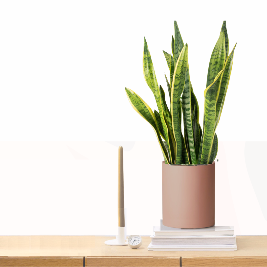 Healthy Sansevieria trifasciata 'Laurentii' snake plant with upright yellow-edged leaves in a pink pot