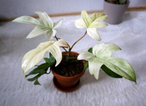 How can I make my Philodendron Florida Ghost more white?