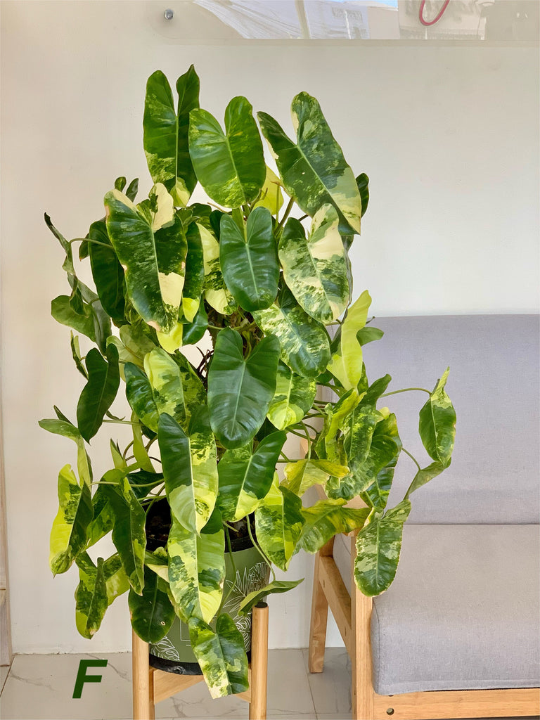 6 in snake plant Artificial Snake Plant  6 Leaf Sansevieria Stem (14.5 Tall)  No pot   Water Free Greenery
