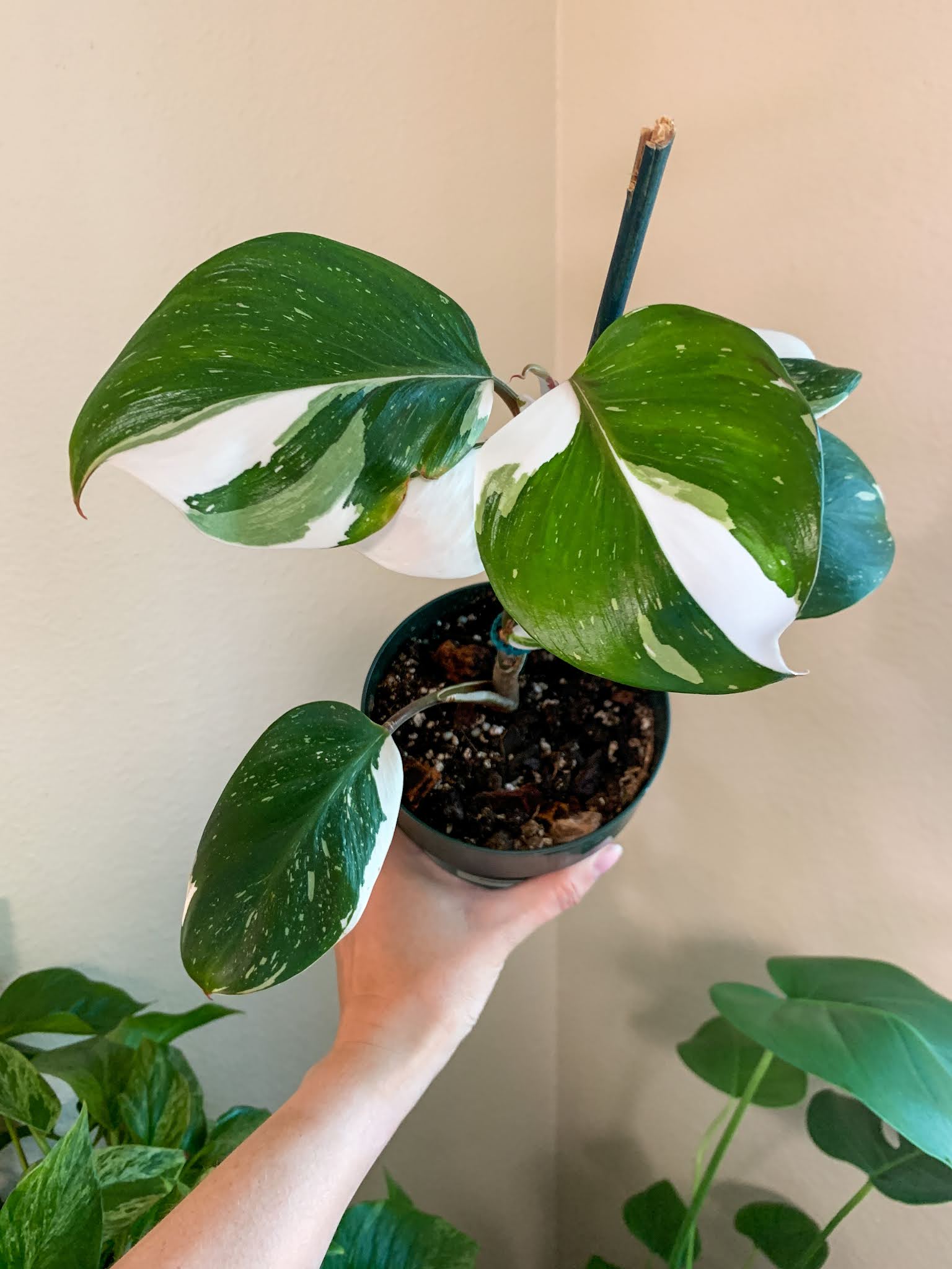 How can I make my Philodendron white wizard more white? | Le Botanist