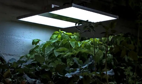How Many Plants Can One Grow Light Support?