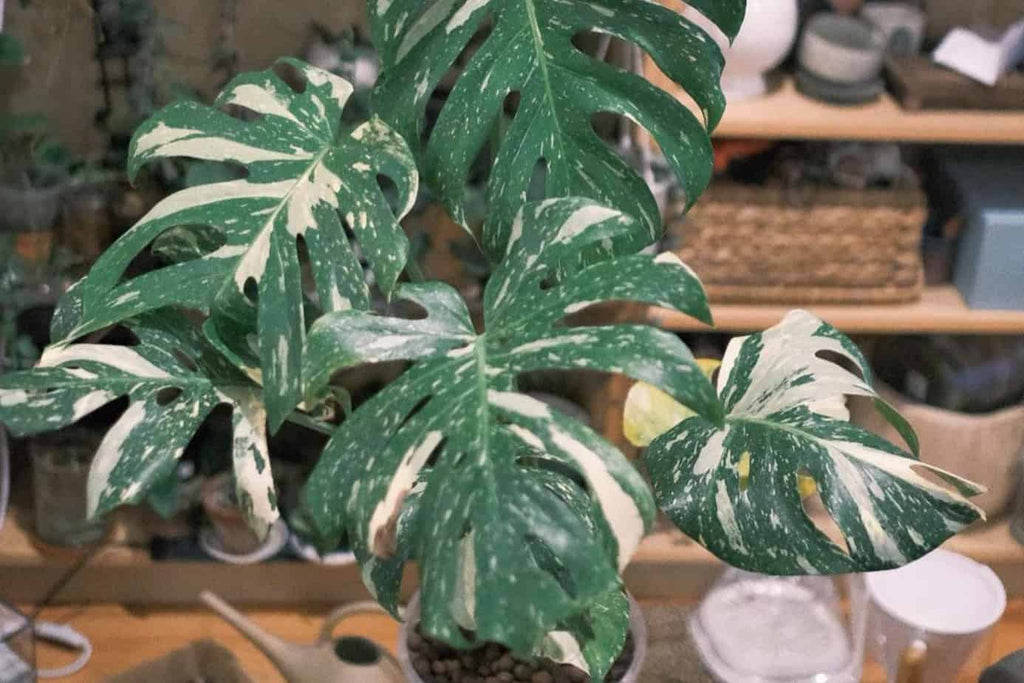 philodendron hederaceum micans Philodendron hederaceum var. hederaceum Terrarium Plant main image 1