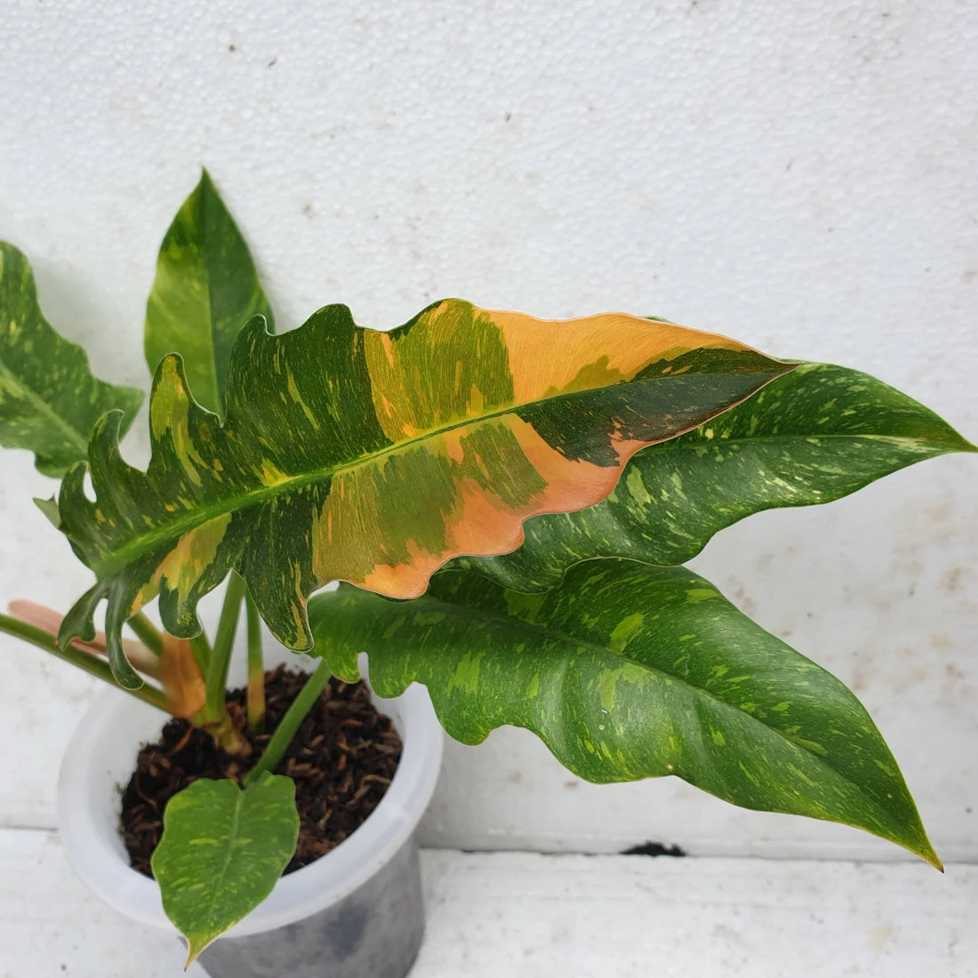 How can I make my Philodendron Ring of Fire more variegated?