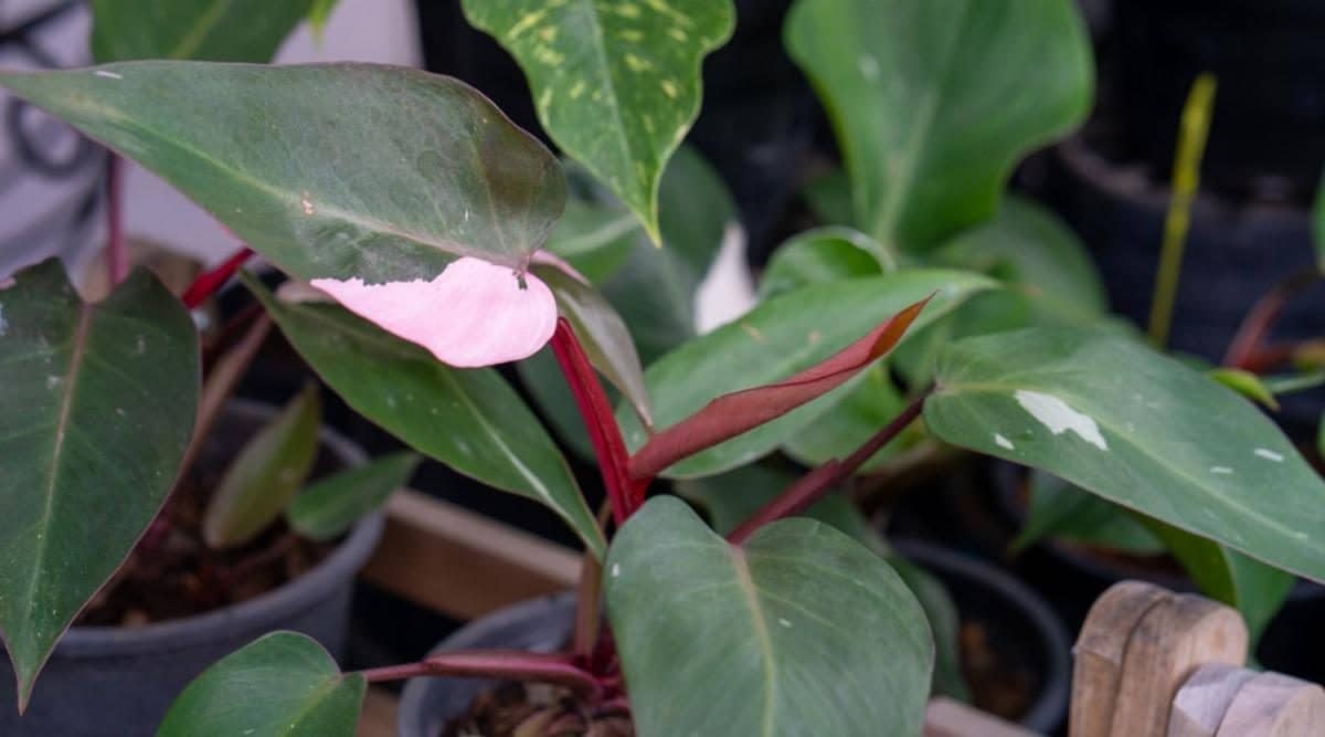 Philodendron deals PINK PRINCESS starting factory, very beautiful thing!