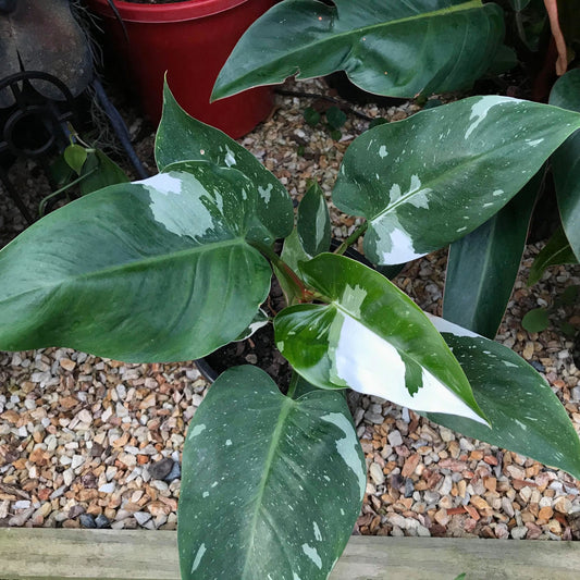 How can I make money by growing Philodendron white knight?