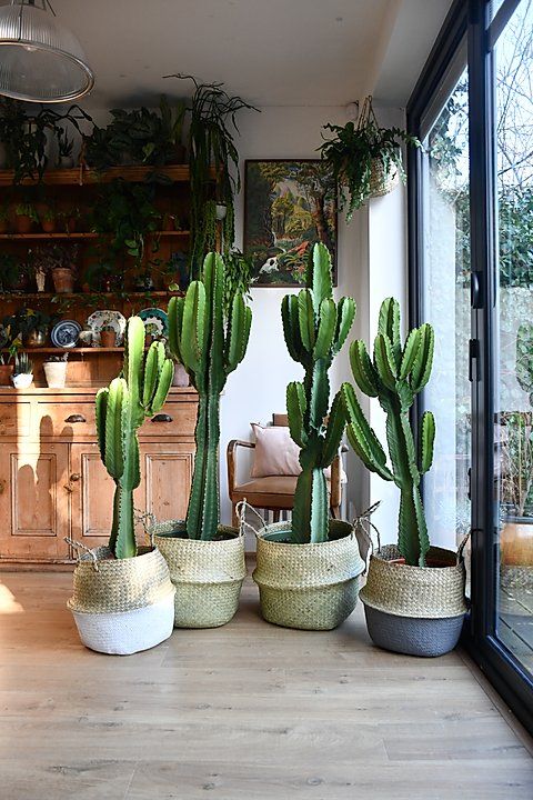 How to care for Euphorbia Ingens - Candalabra Cactus