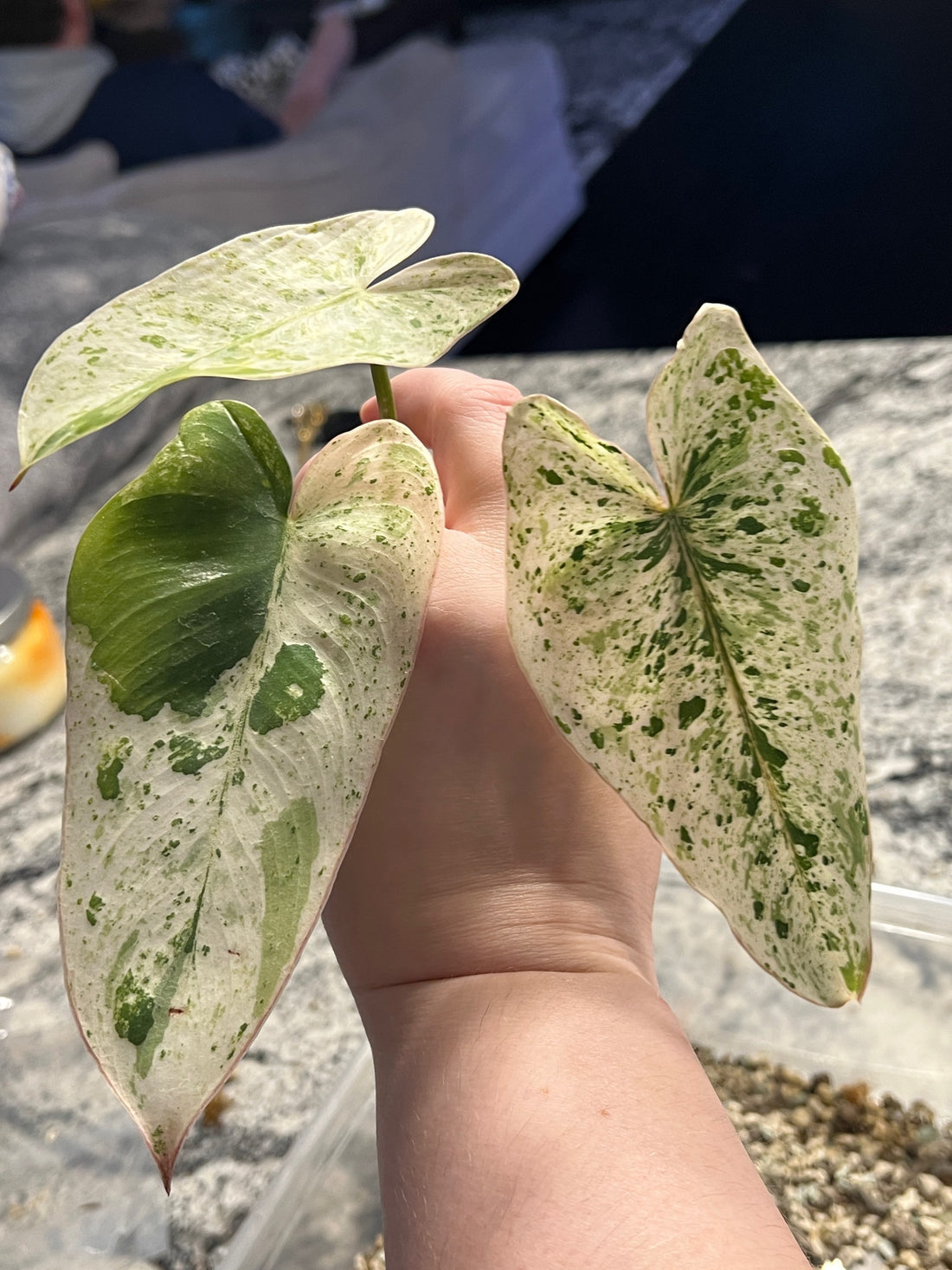 How can I make my Philodendron ilsemanii more variegated?