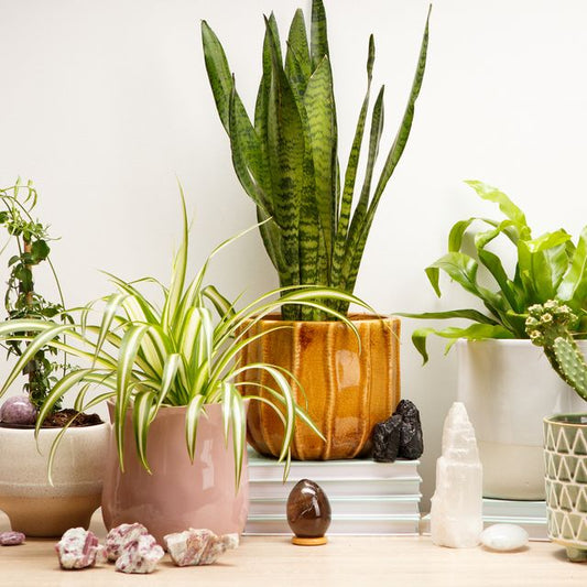 The Best Crystals to Pair With Your Mother-in-Law's Tongue Plant