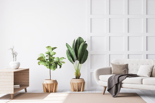 The Top 5 Best Indoor Plants for Your Minimalist Home