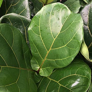 How to care for Ficus lyrata - Fiddle Leaf Fig