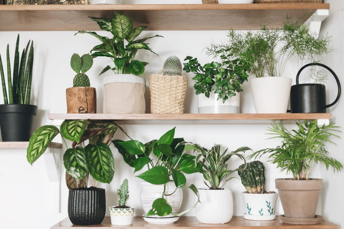 The New Plant Parent Guidebook: everything you need to know for happy, healthy plants