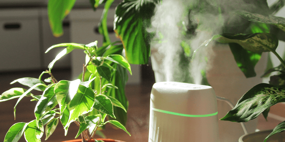 How to Create a Humid Environment for Your Houseplants | Le Botanist