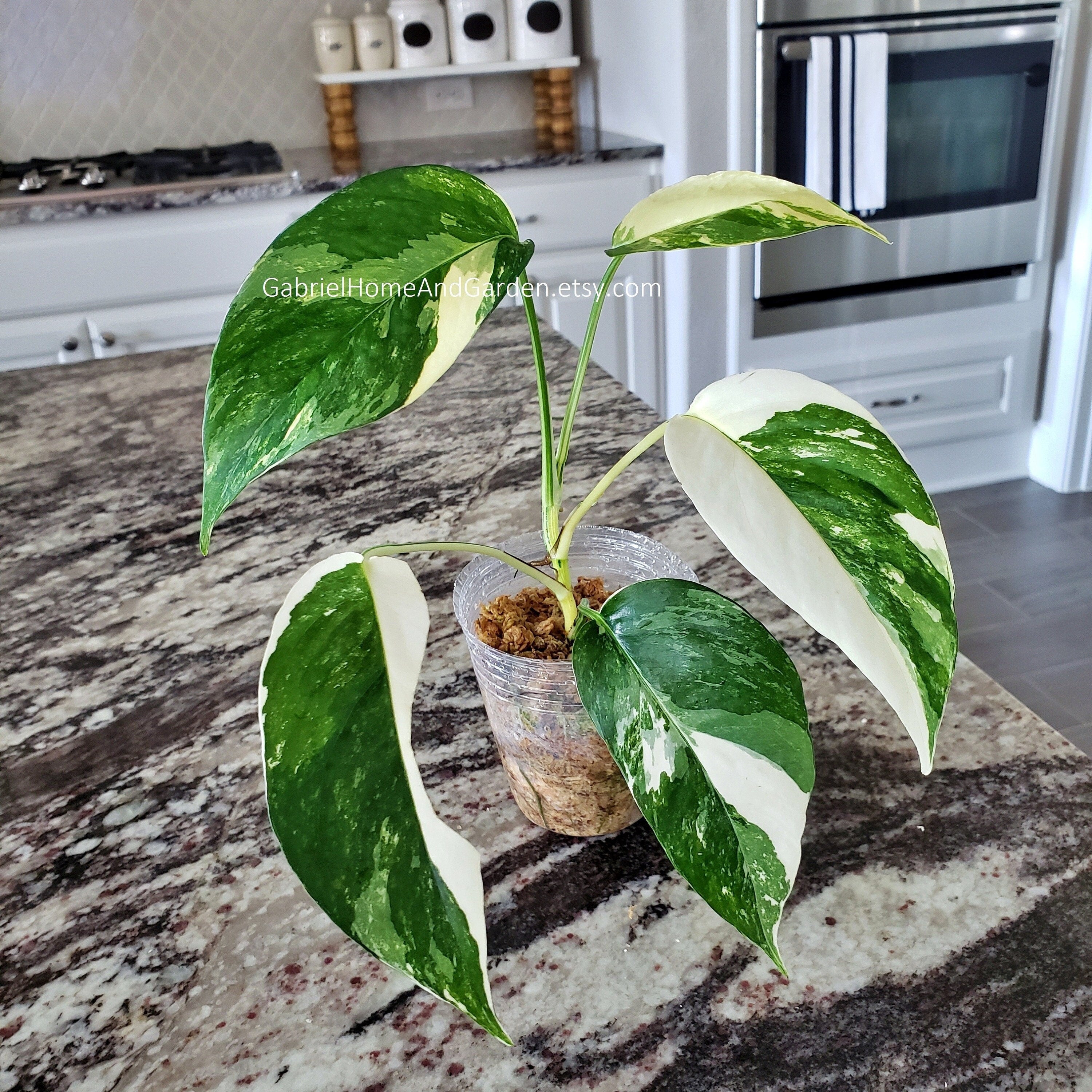How can I make my Epiprenmum pinnatum variagated more white? | Le Botanist