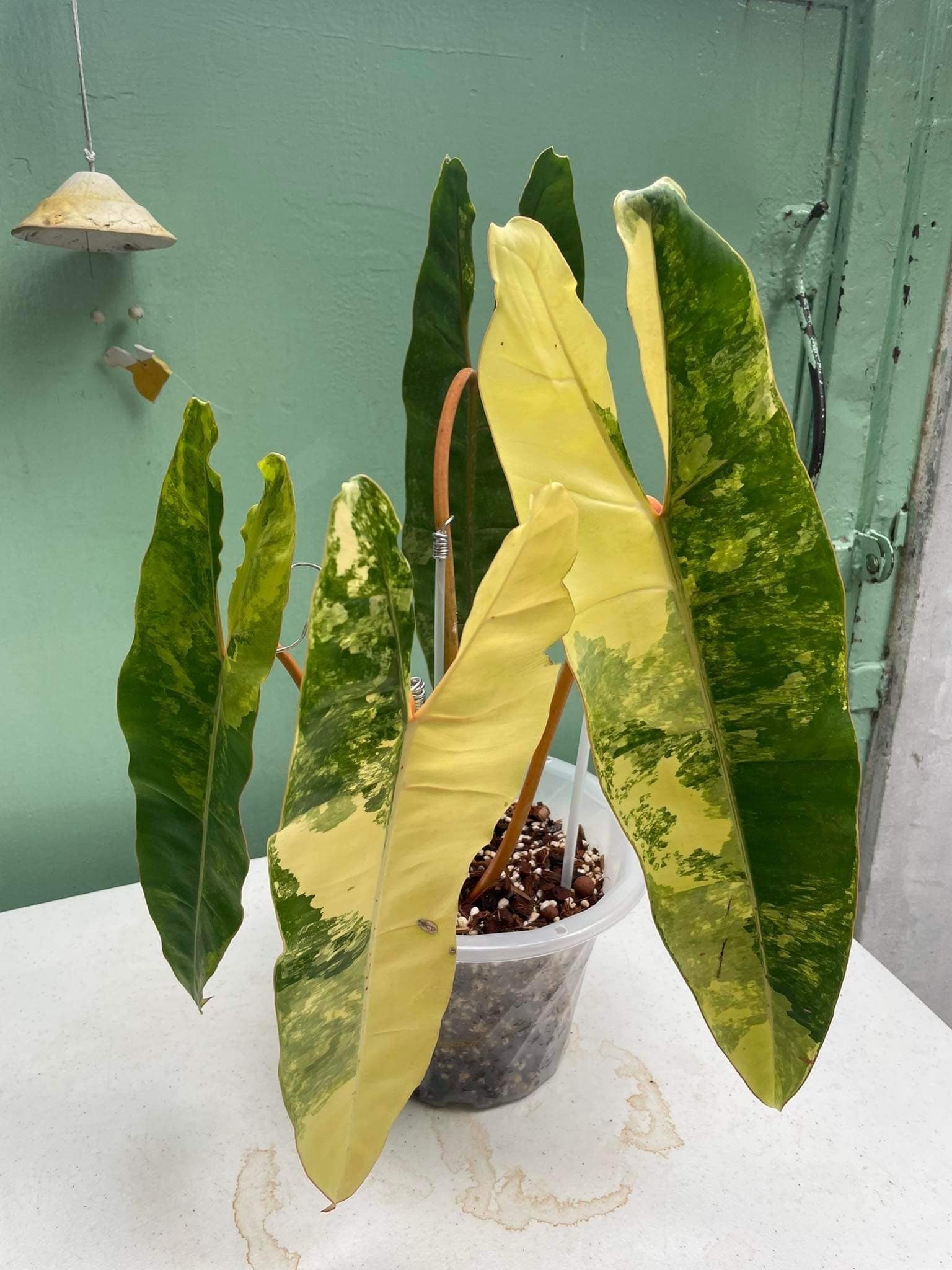 How can I make money by growing Philodendron billietiae variageted? | Le  Botanist