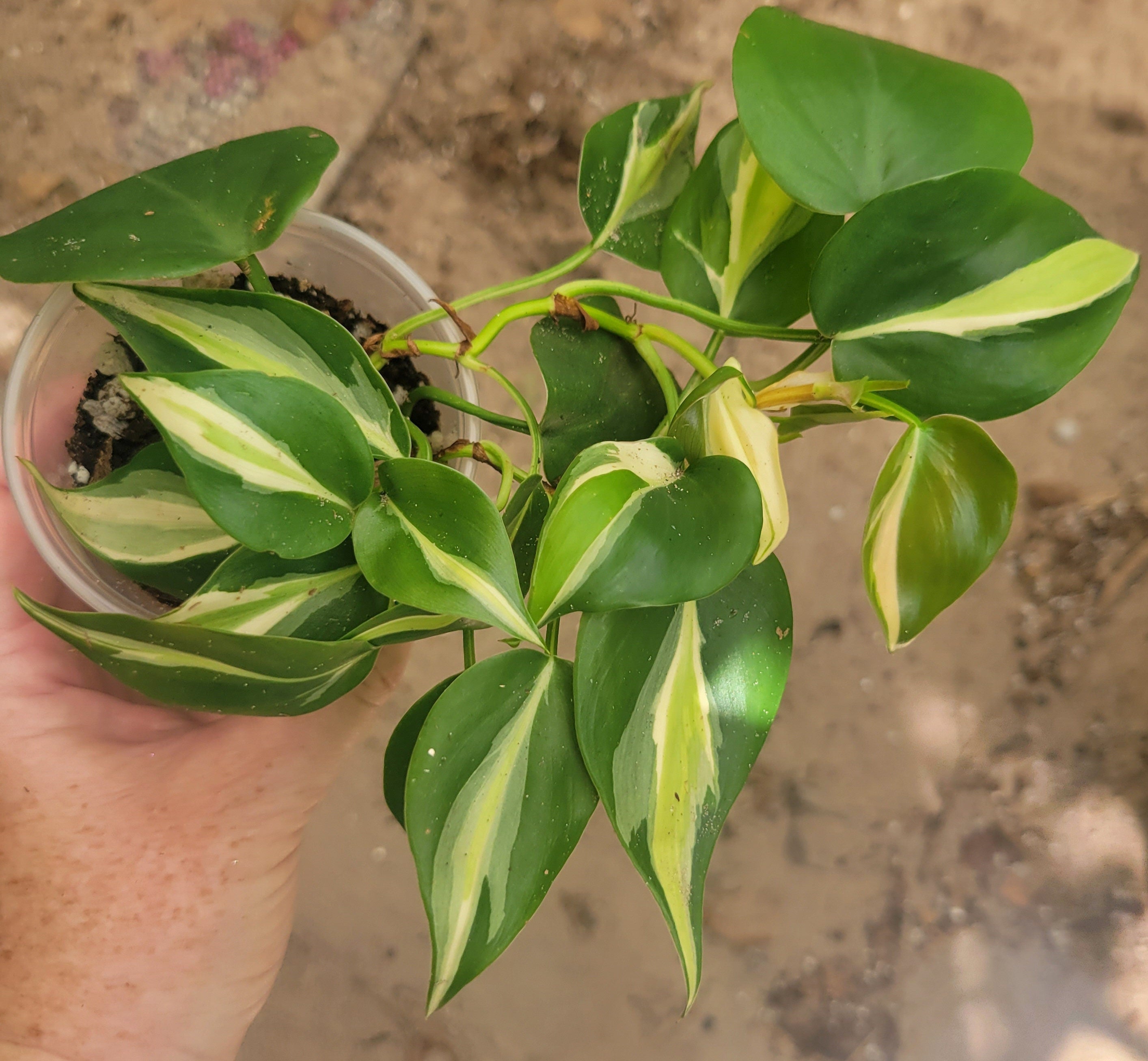 How can I make money by growing Philodendron cream splash? | Le Botanist