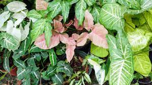 How to care for your Syngonium podophyllum variety