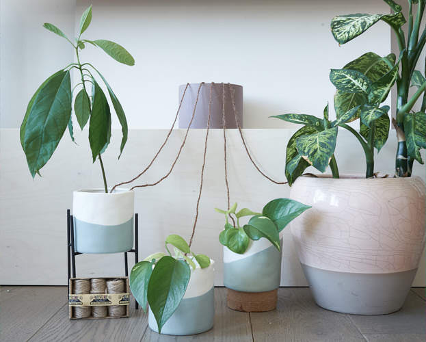 Don't Want Your Plants to Die While You're on Holiday? Follow These Tips! |  Le Botanist