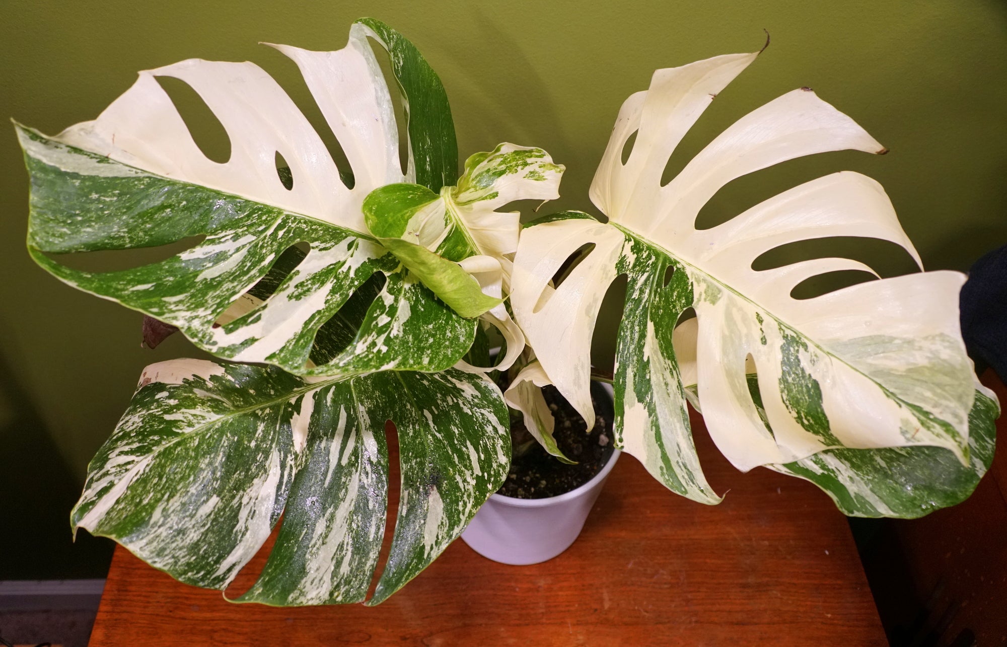 How can I make my Monstera Albo Borsigiana more white? | Le Botanist