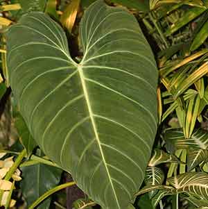 How to care for Philodendron varieties