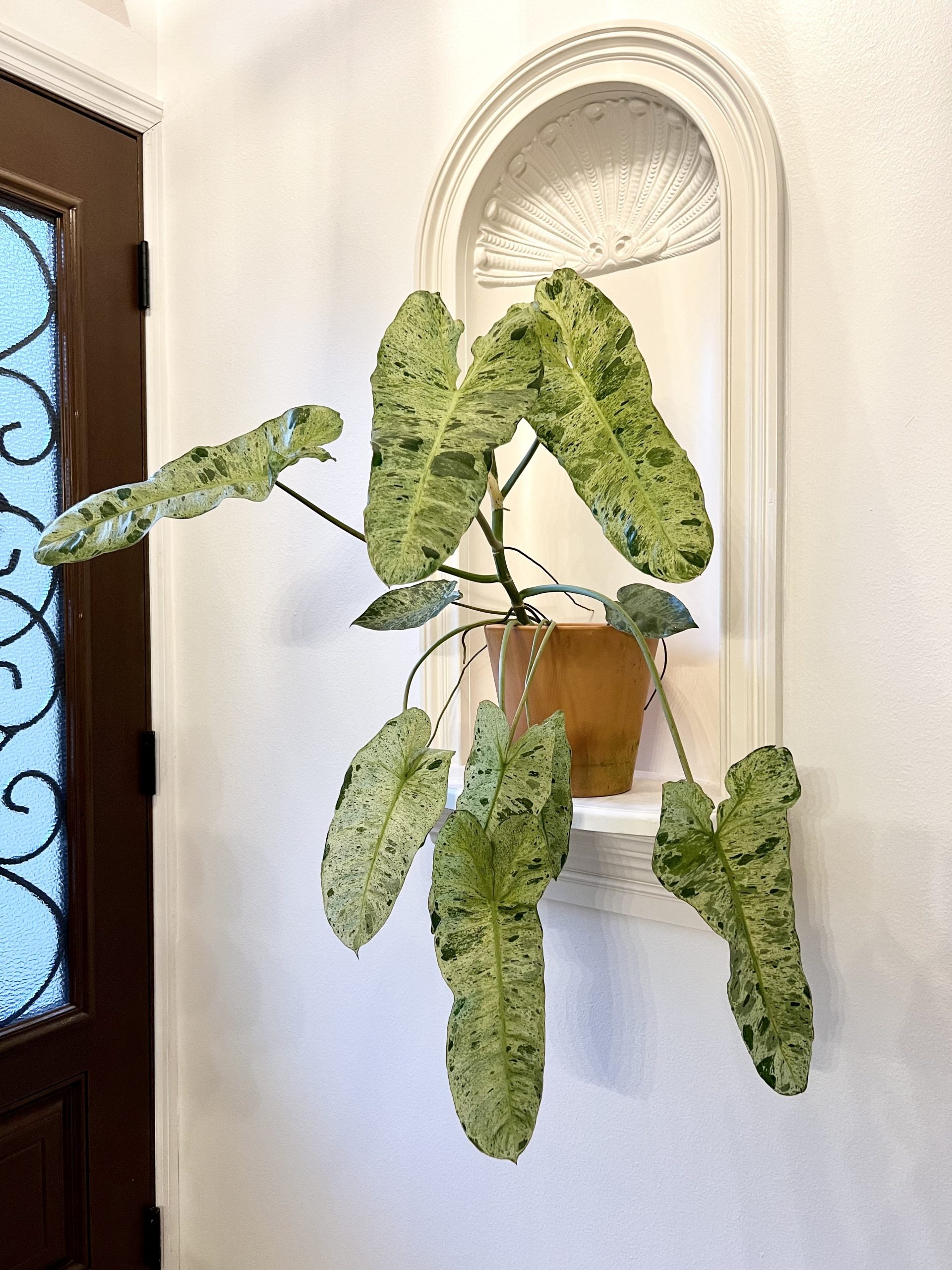 PHILODENDRON purchases PARAISO VERDE