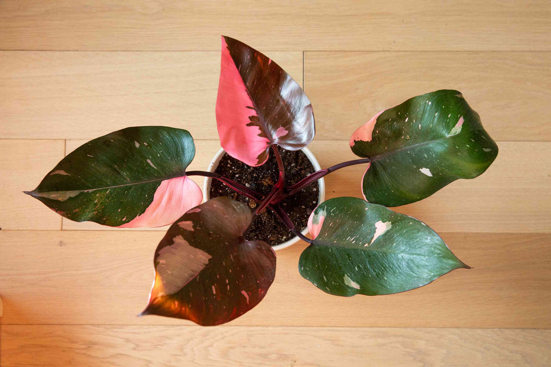 How can I make my Philodendron Pink Princess more variegated?