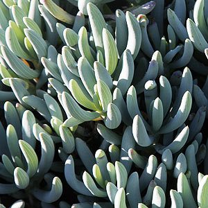 How to care for Senecio serpens - Blue Chalksticks