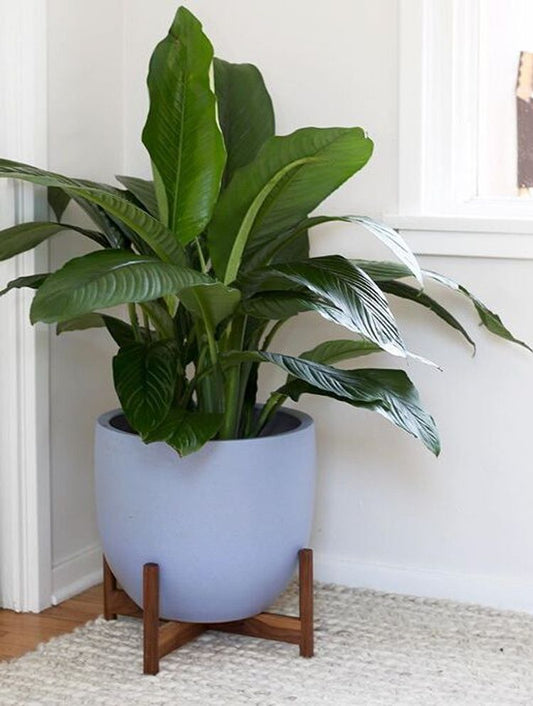 How to care for your Spathiphyllum peace lily