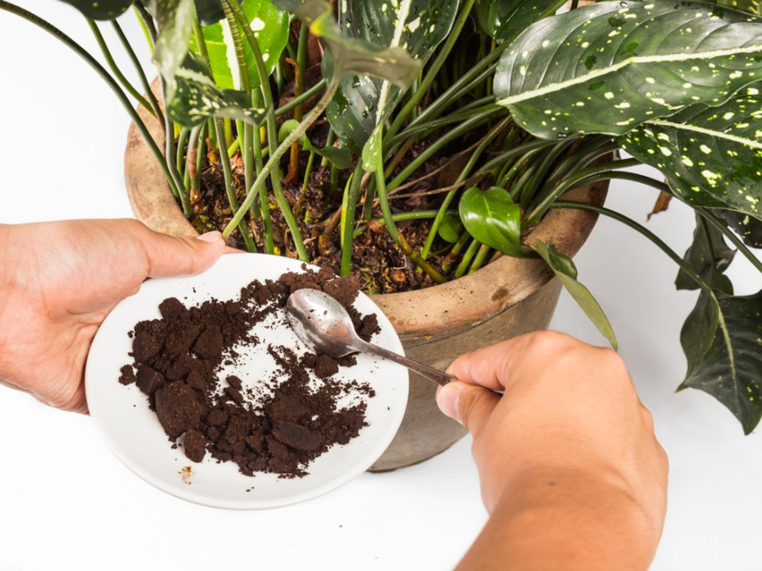 Plants You Can Use Coffee Grounds On To Make Thrive!