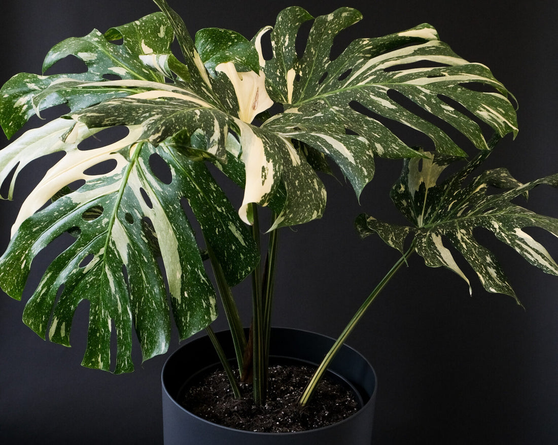 How can I make my Variegated Monstera more variegated?